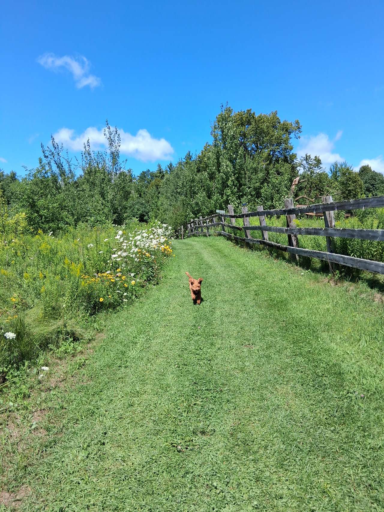 Dog roams free around gardens