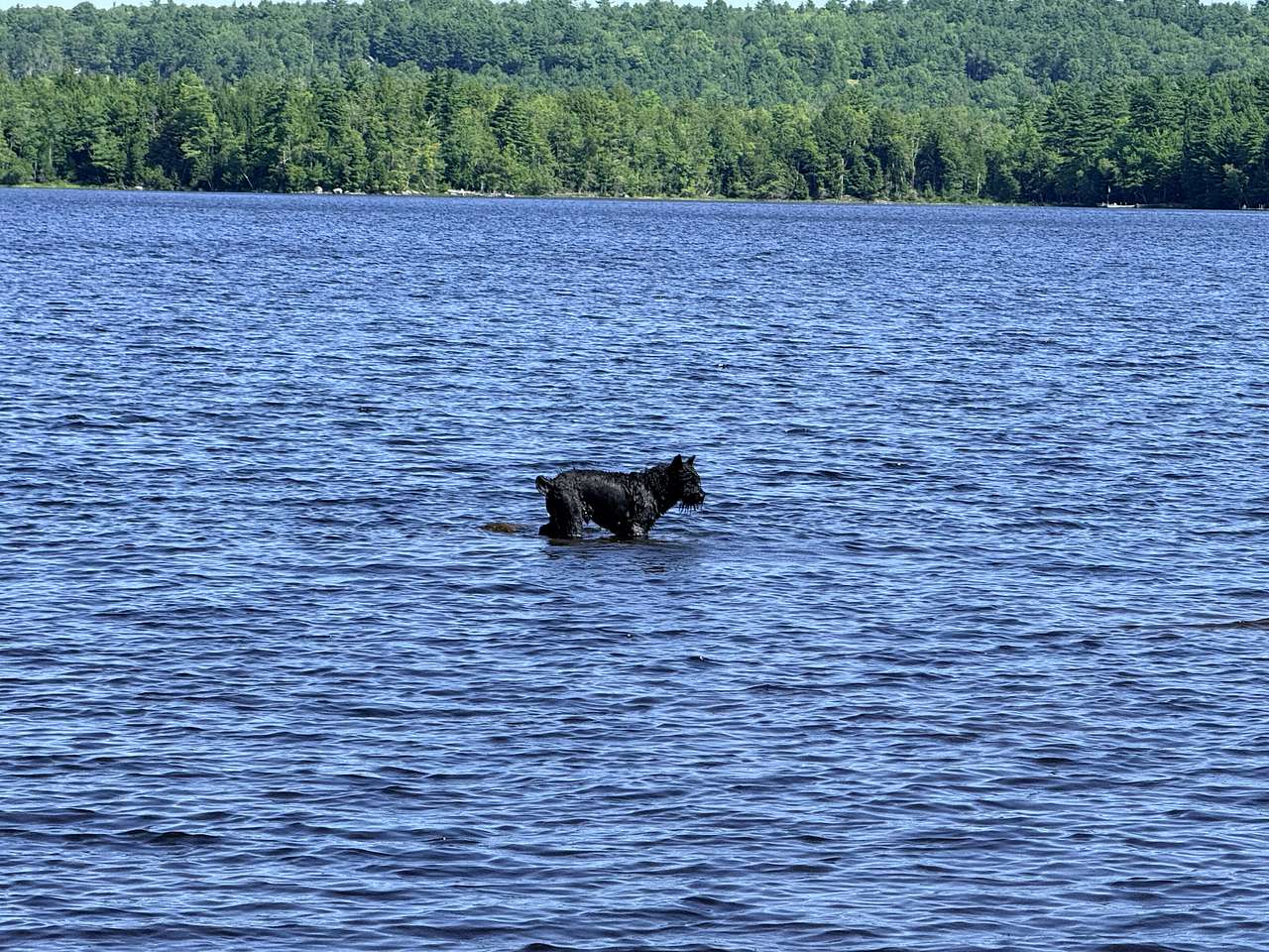 Loon Call Camp