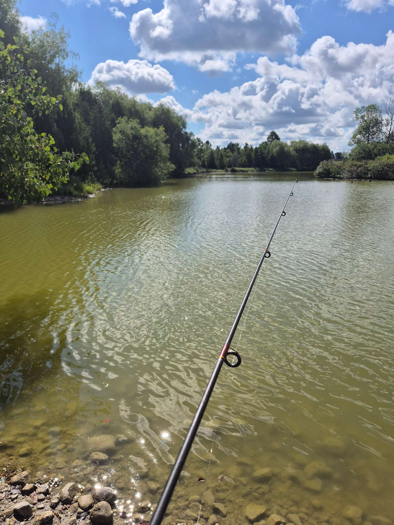 Fishing at the pond. Catfish, bass, yellow perch and carp