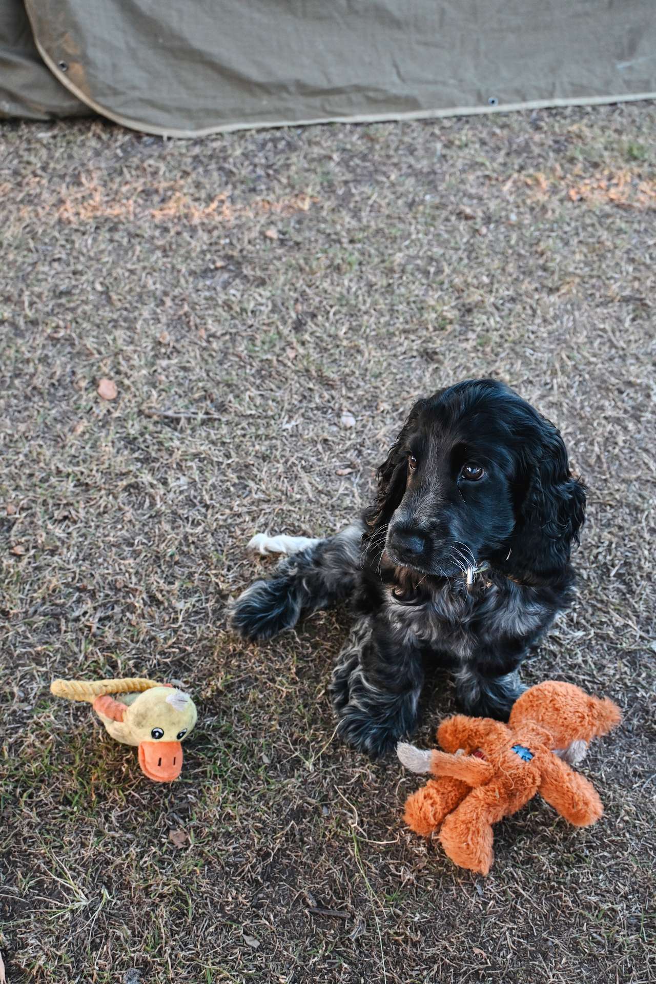 Pet friendly camp! Murphy had a ball! 