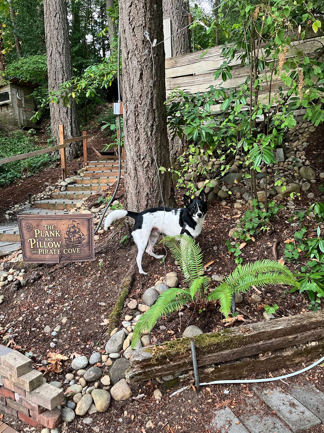 Dog friendly site!