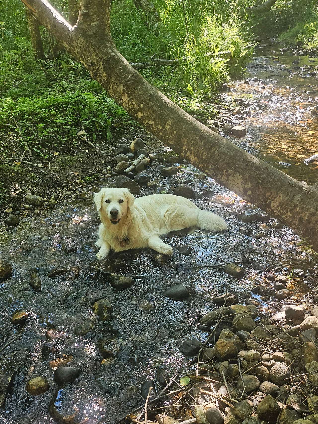 Turnipseed Creek Campsites