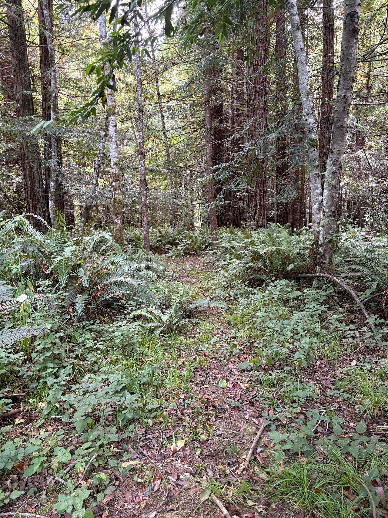 Redwood Forest Retreat