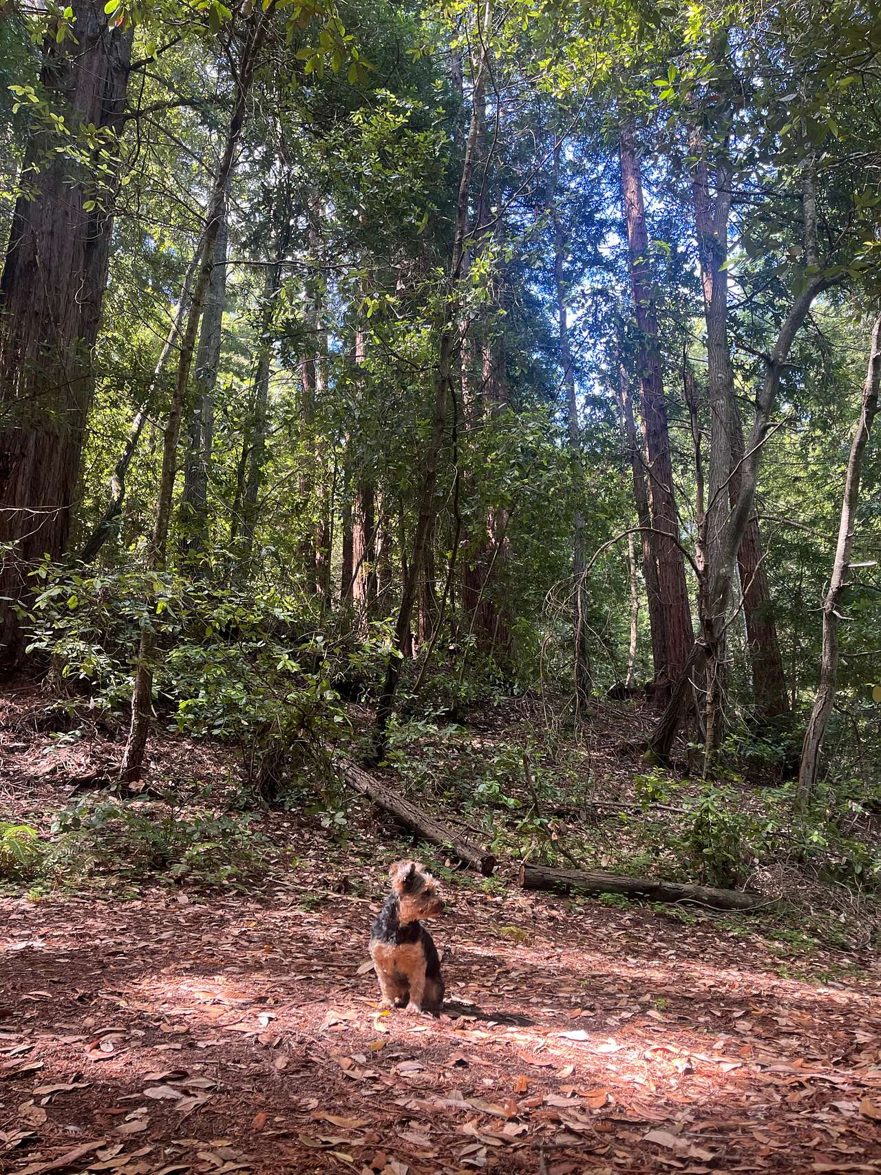 Redwood Paradise