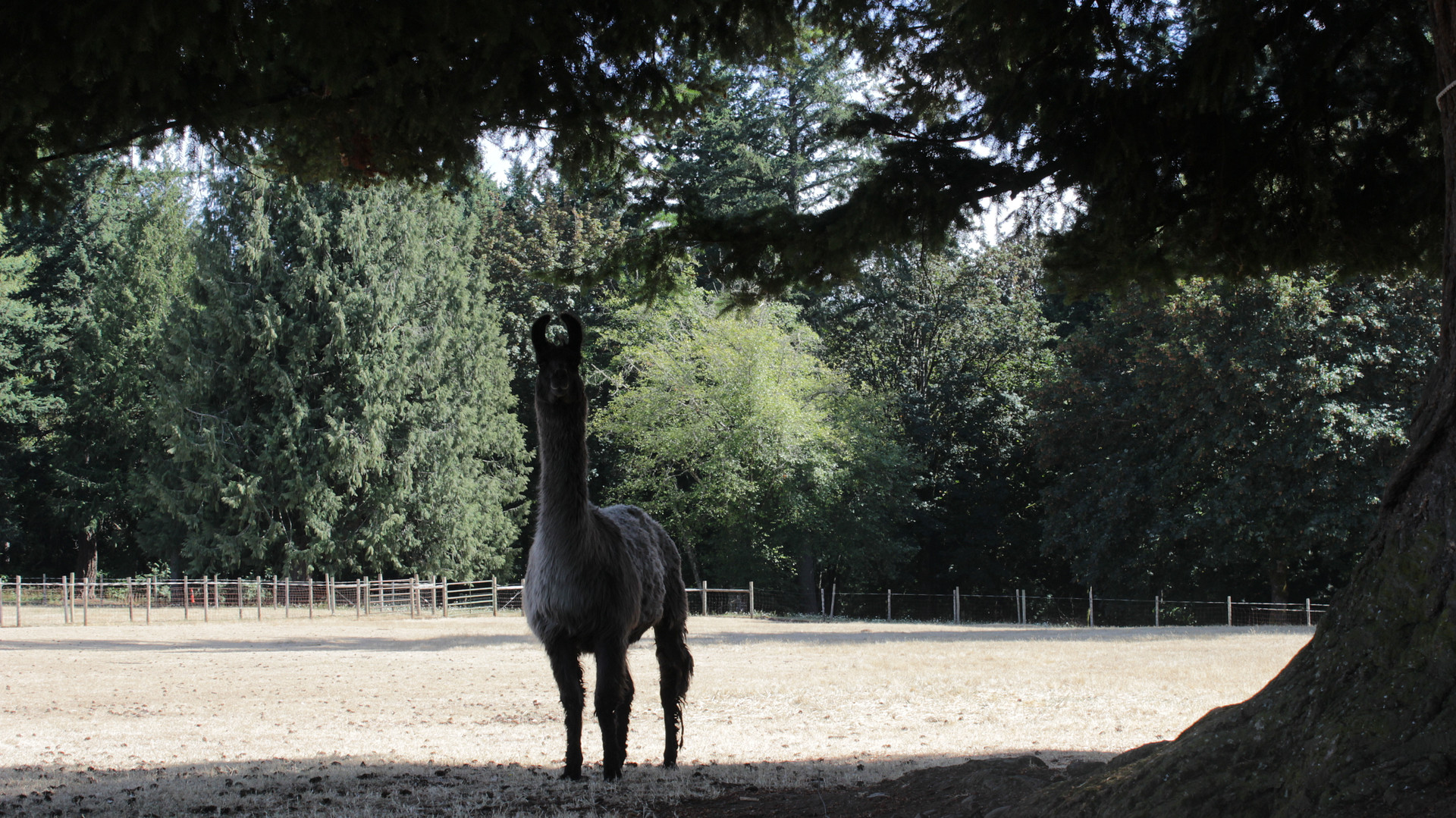 Camping with Llamas at Hidden Oaks!