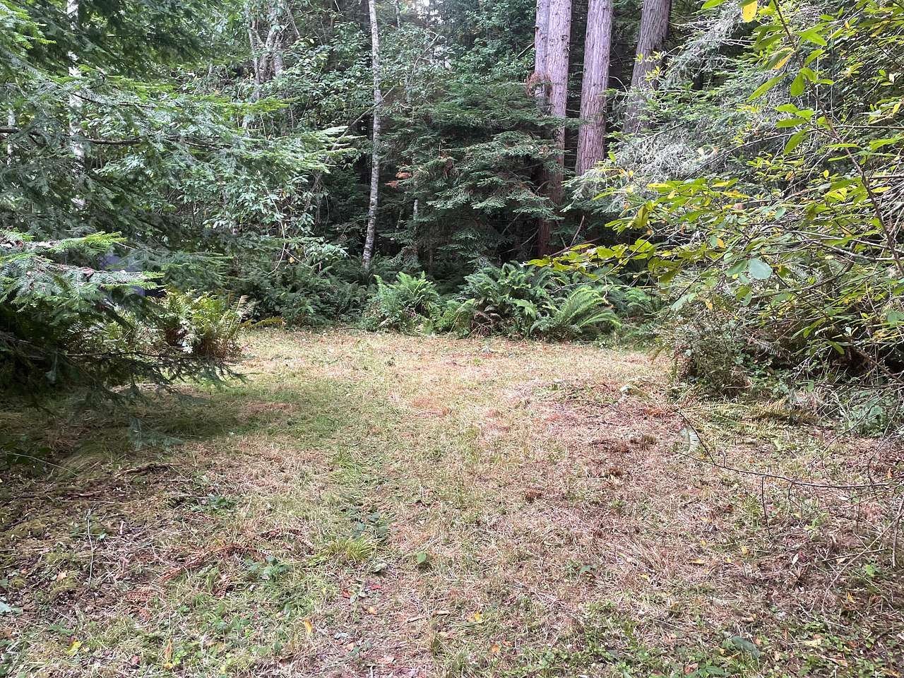 Redwood Forest Retreat