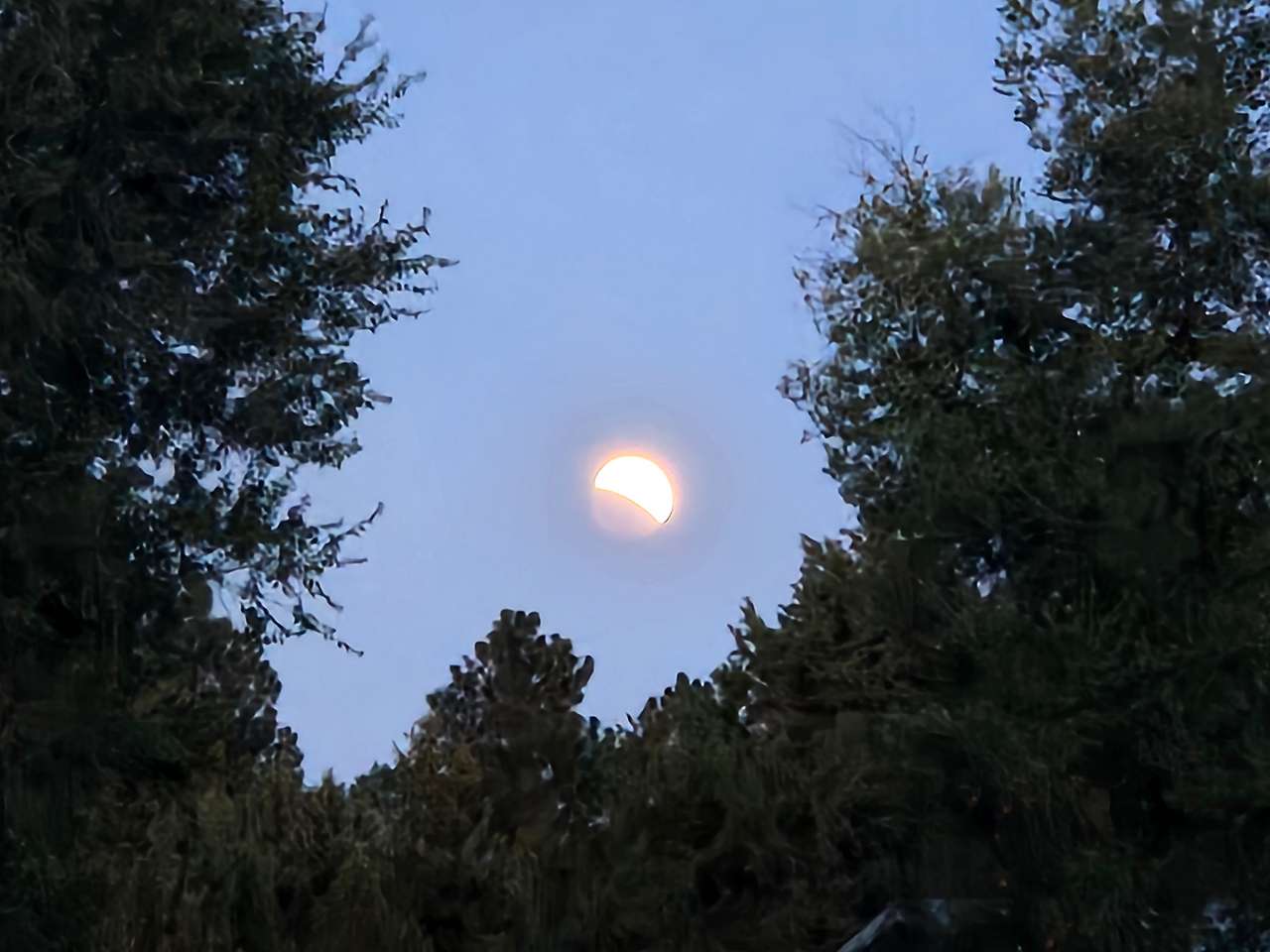Sunset Near Pine Nursery