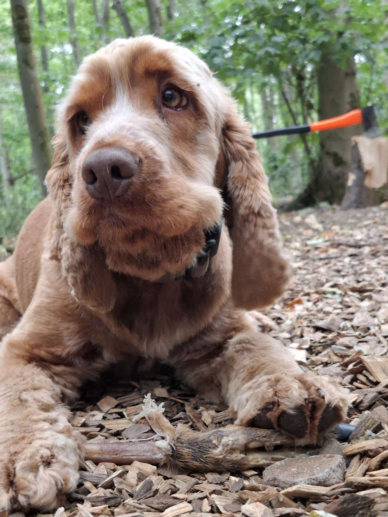 Pitt Wood