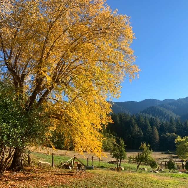 Firelight Ranch