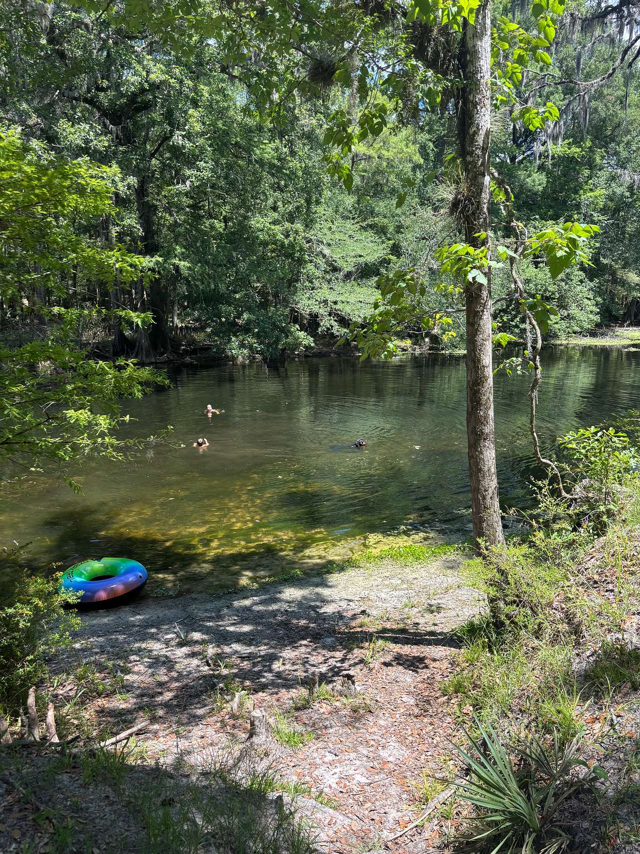 Treehouse Springs