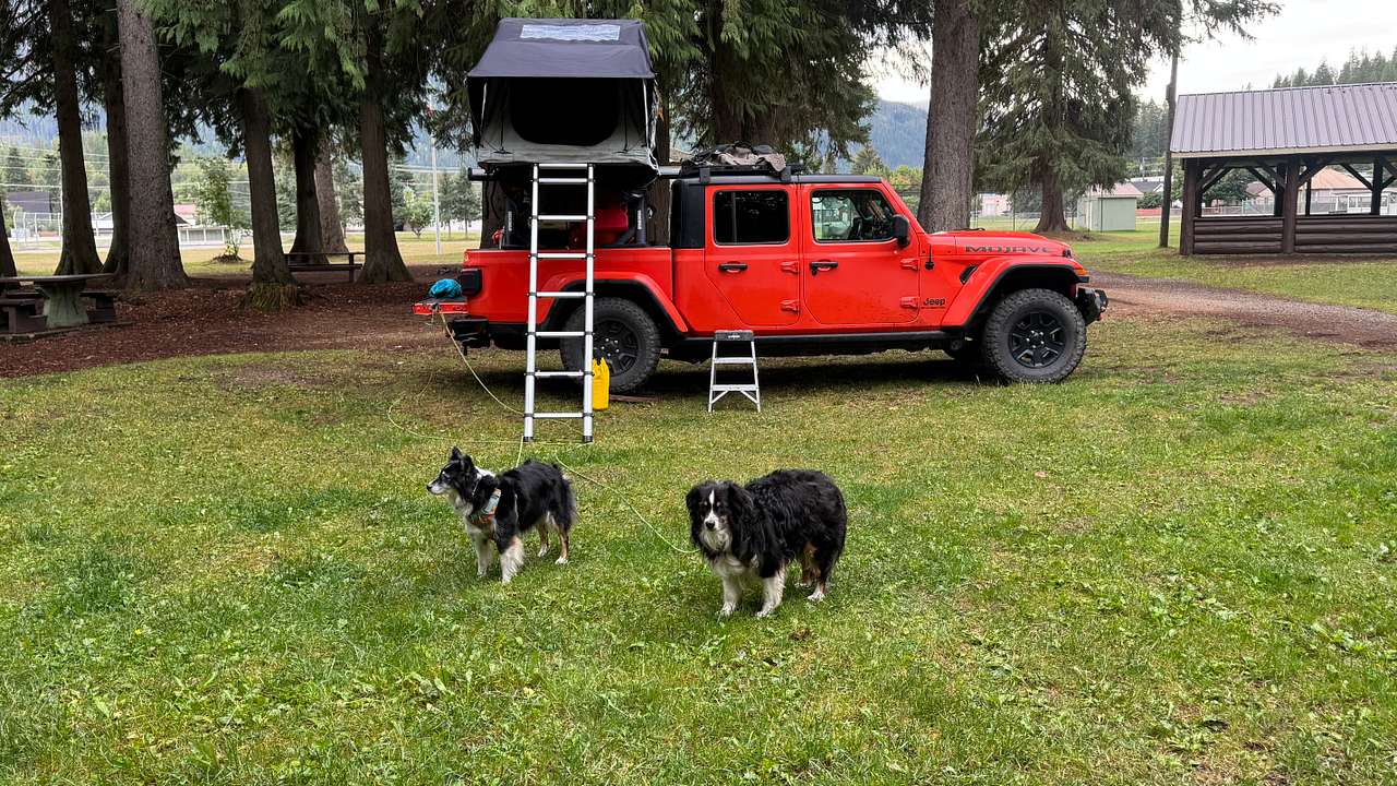 Dogs ok