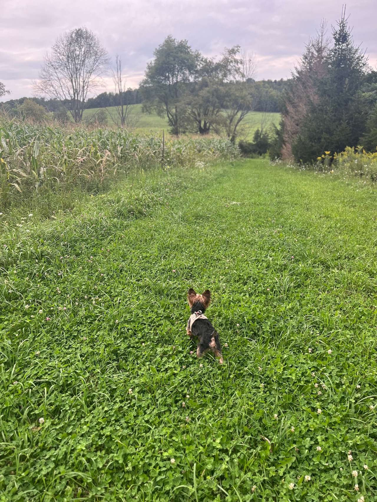 Glenfiddich Farm