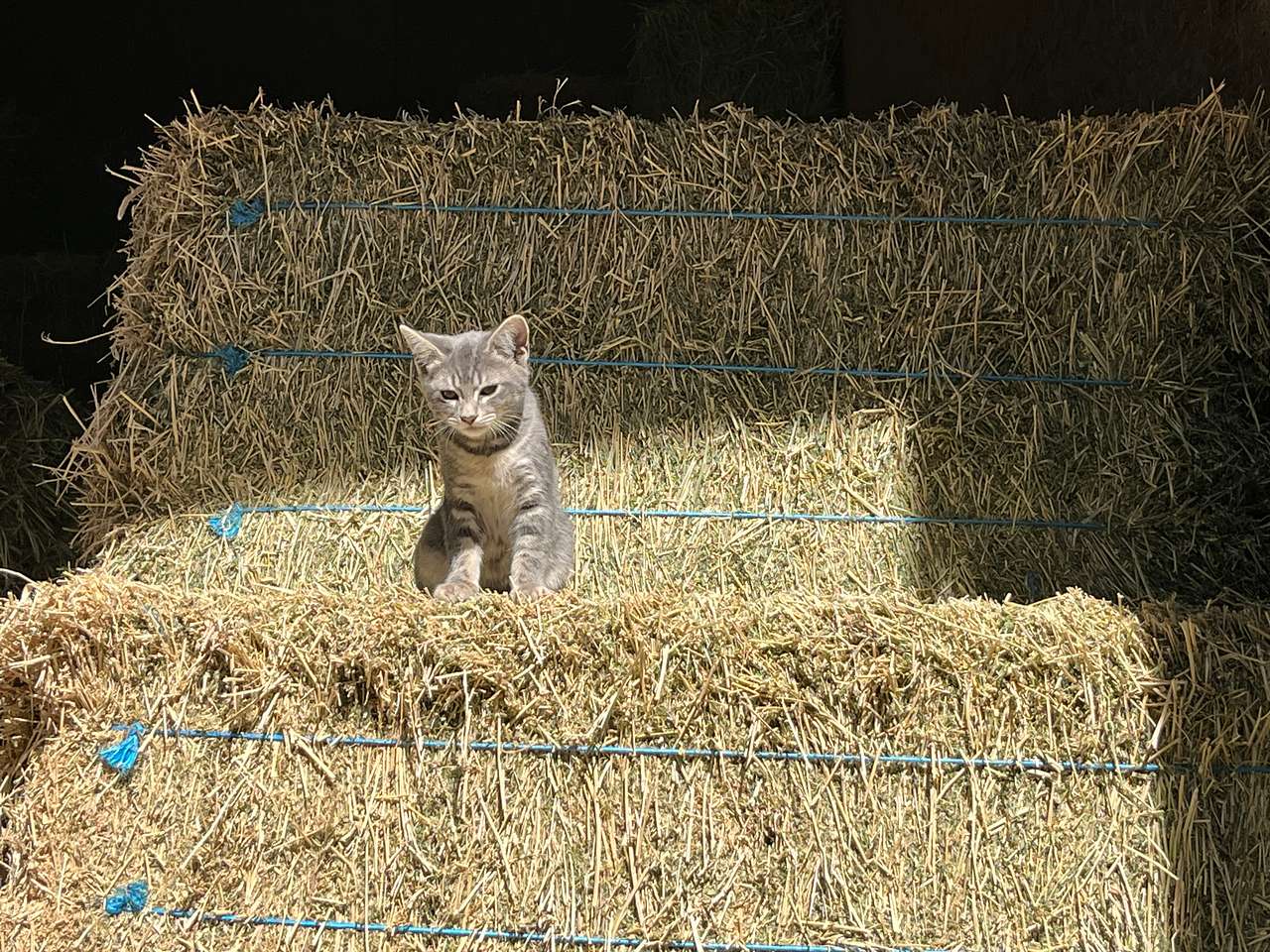Kitten chillin’ in the hay barn