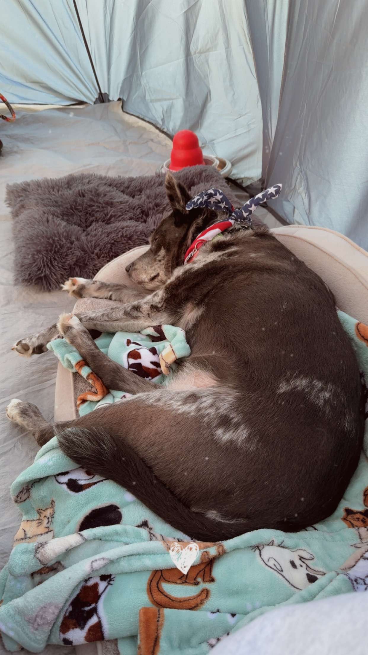 Snoozing in the tent