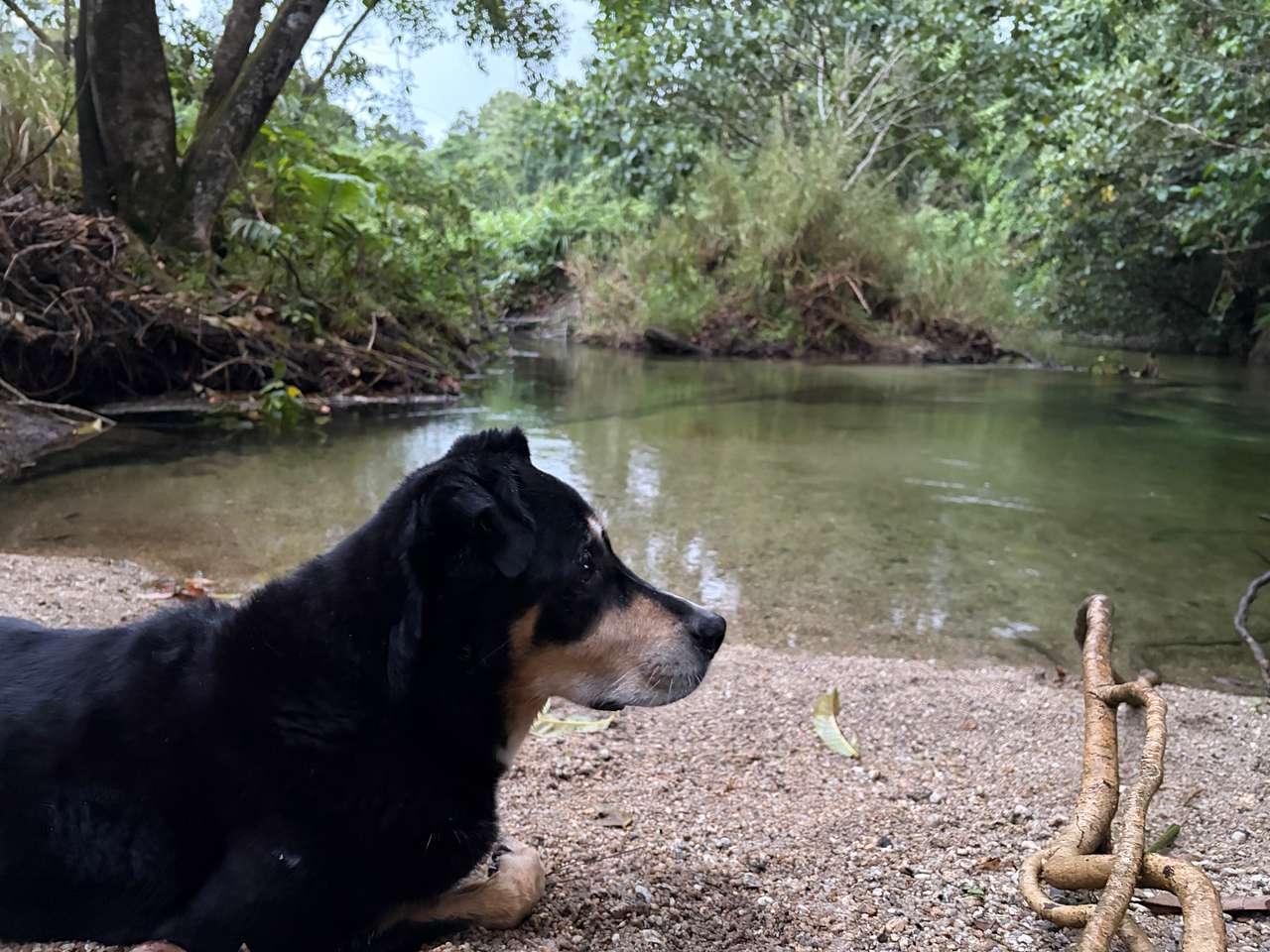 Figtree Creek Oasis