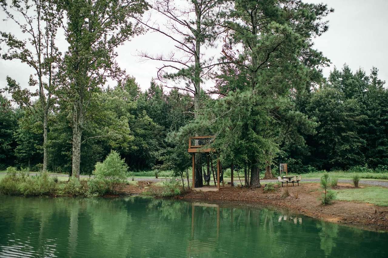 Urban Pines