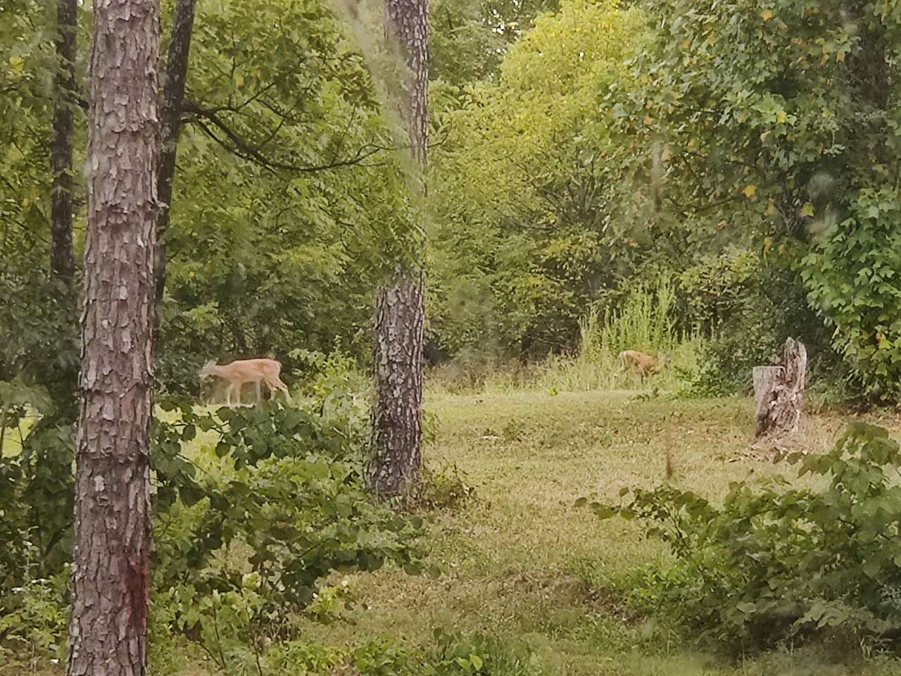 Country Rv and Cabins