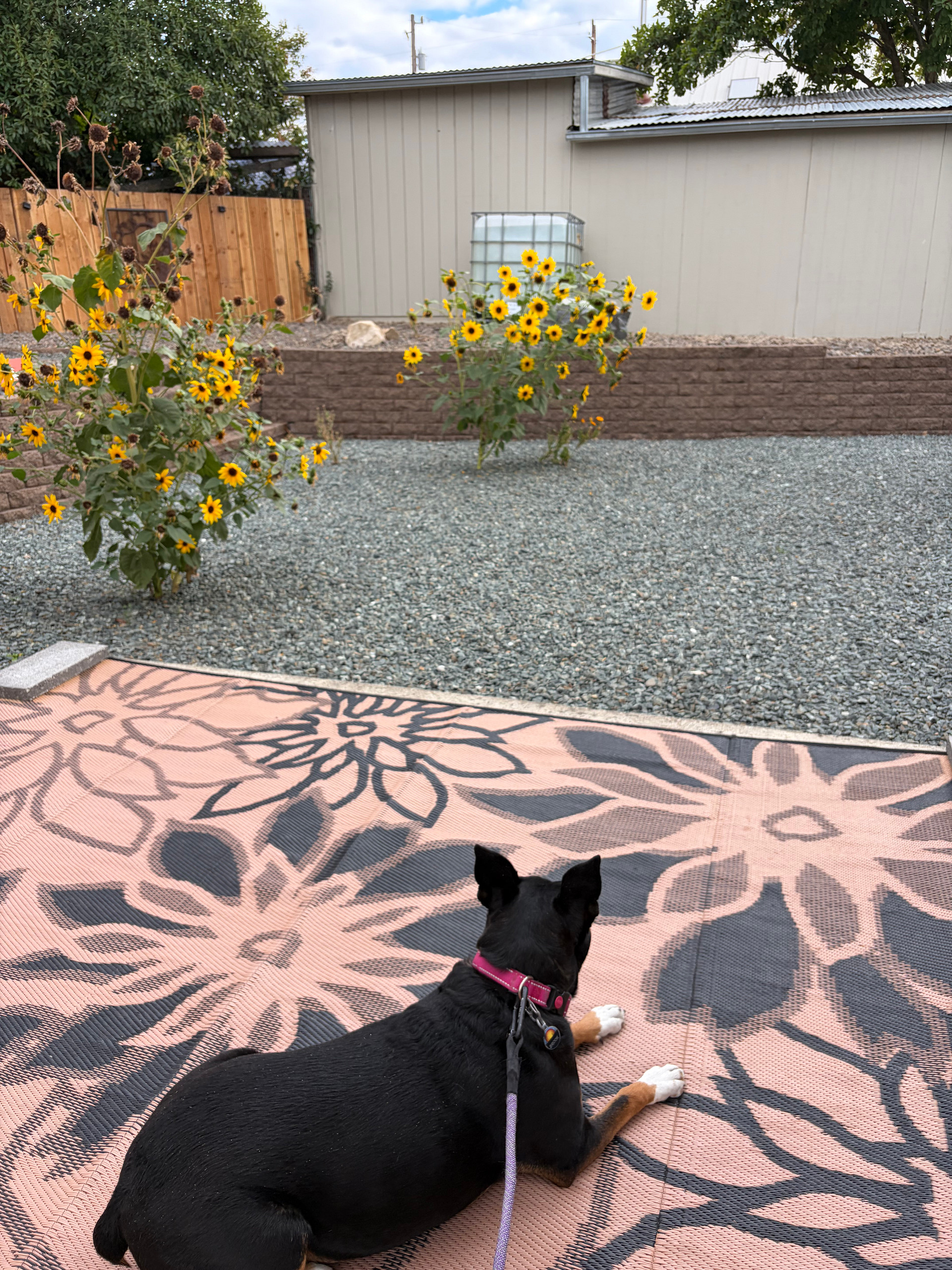 Orange Dog Acres