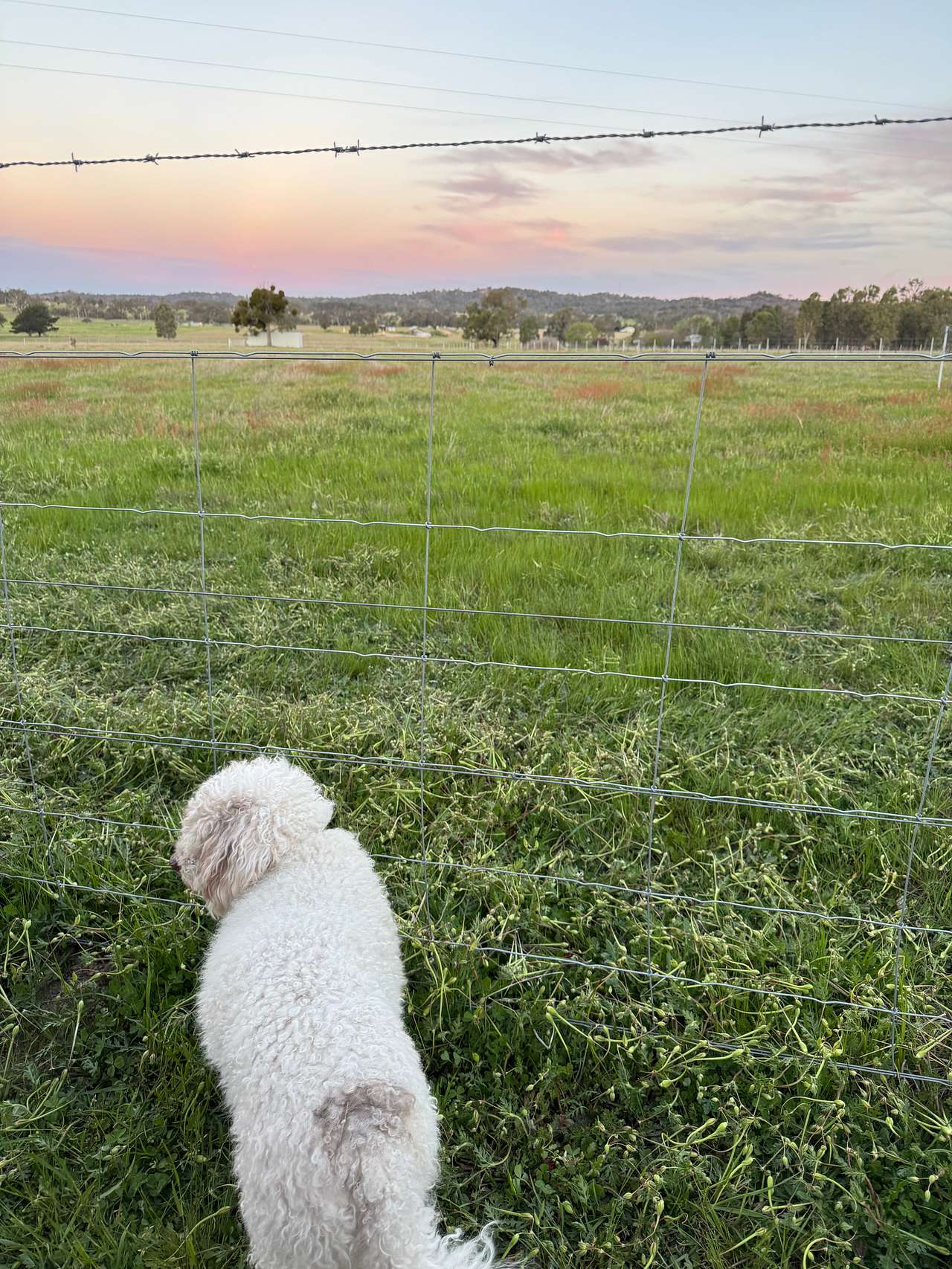 Romanche Gap Mudgee