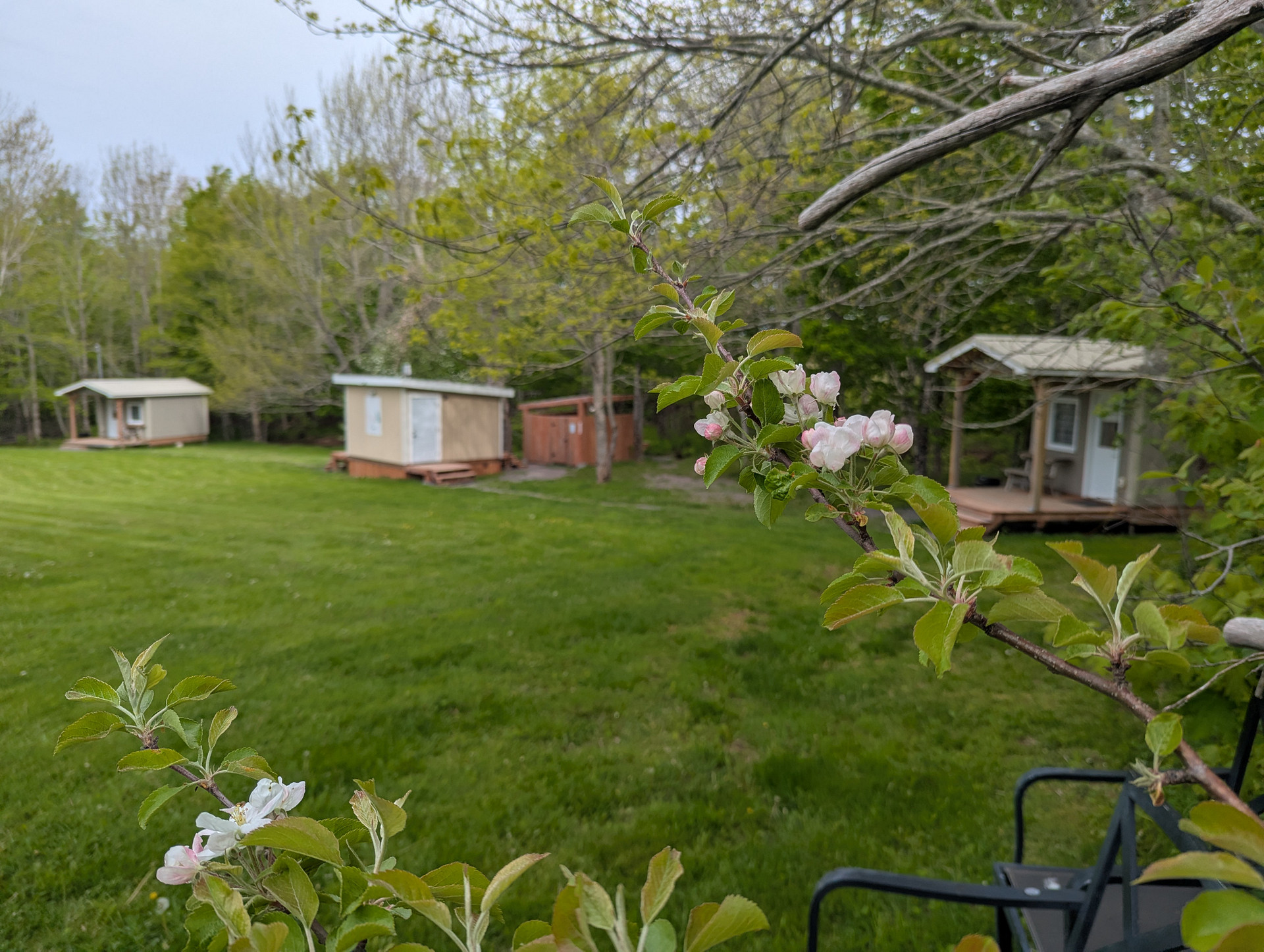 Apple blossoms in the spring at Field and Fern Cottages.