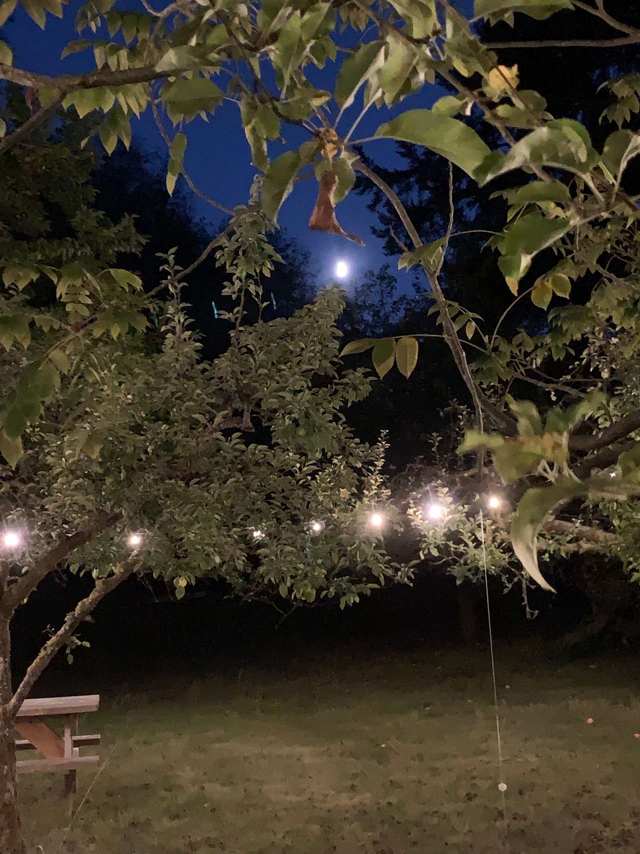 Orchard Camping