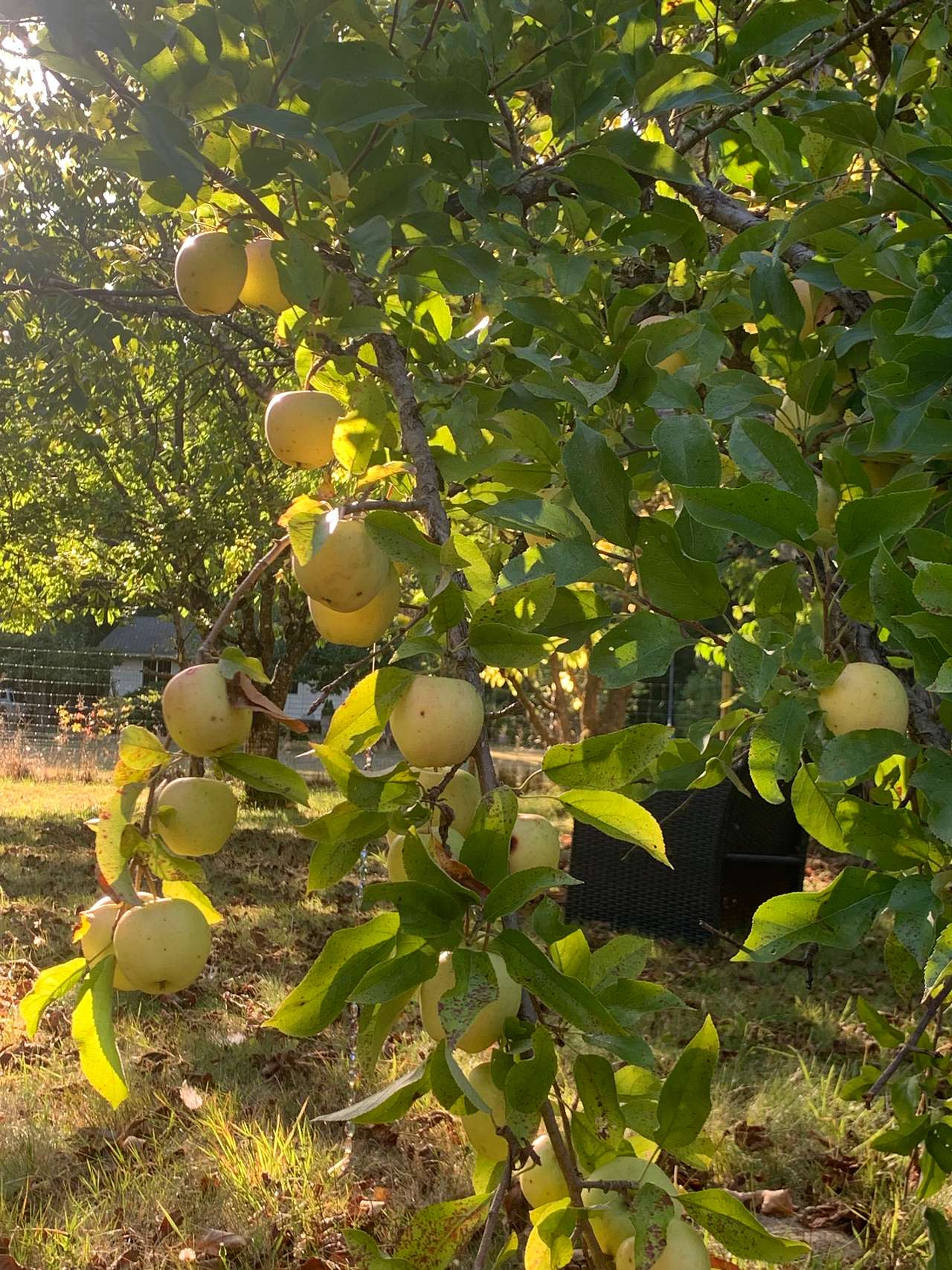 Orchard Camping