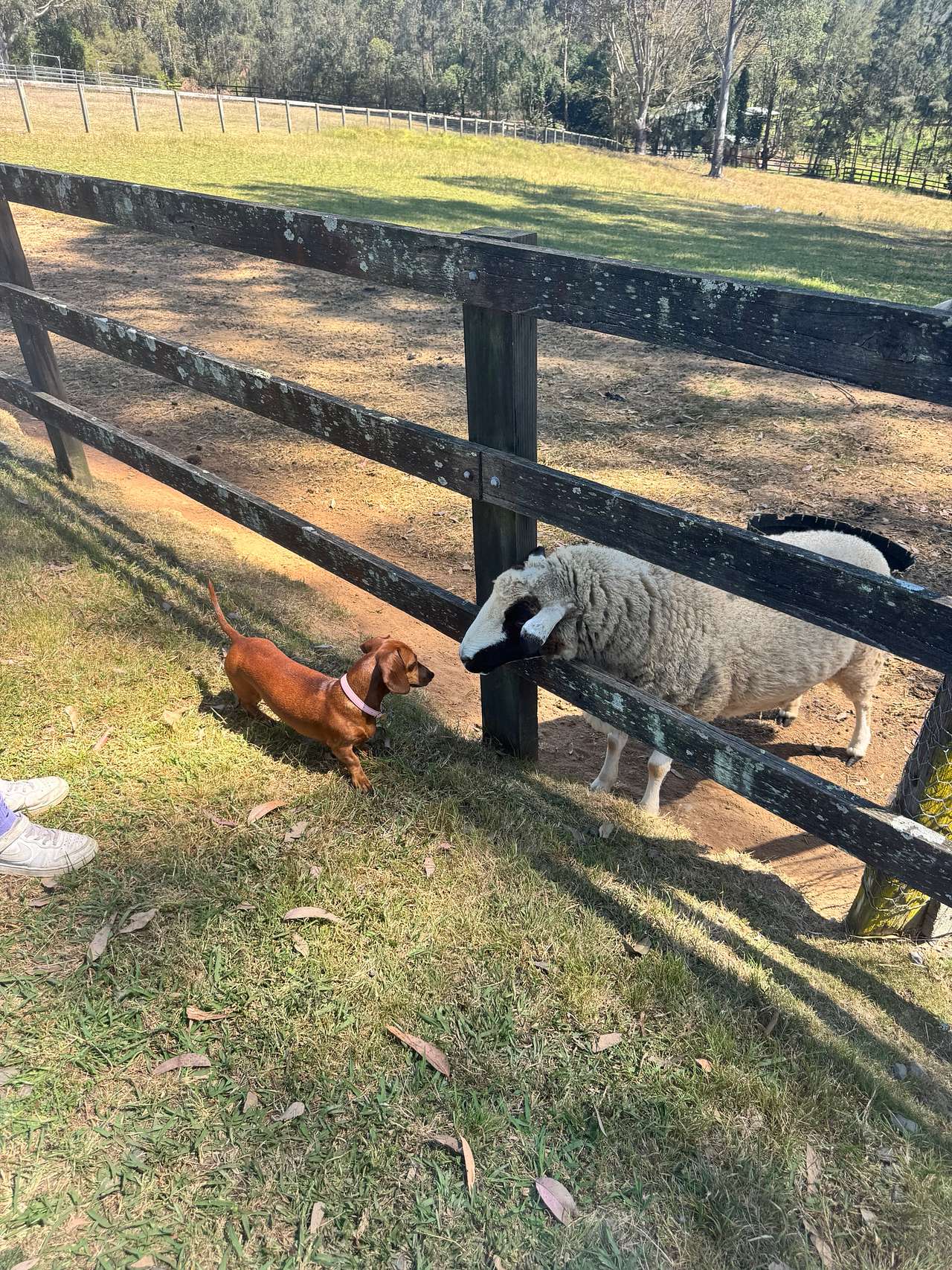 Yarramalong Valley Horse Farmstay