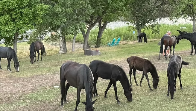 Lazy Horse RV Park