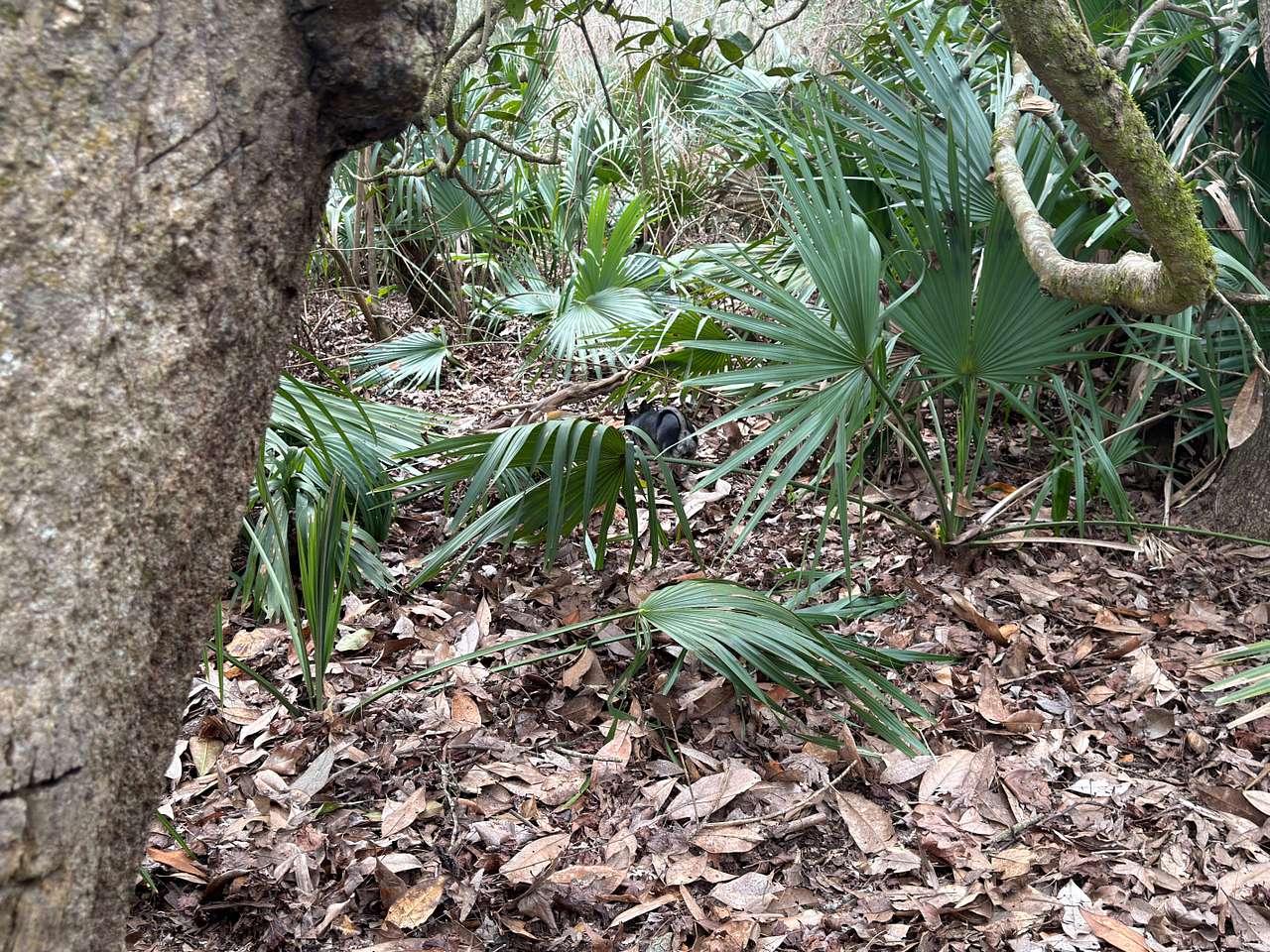 Palmetto Island State Park