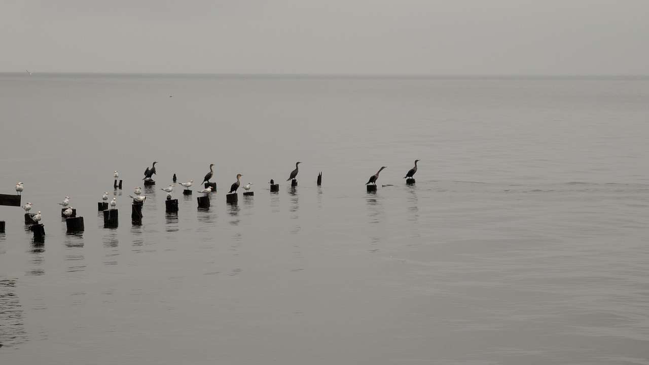 Heron Landing