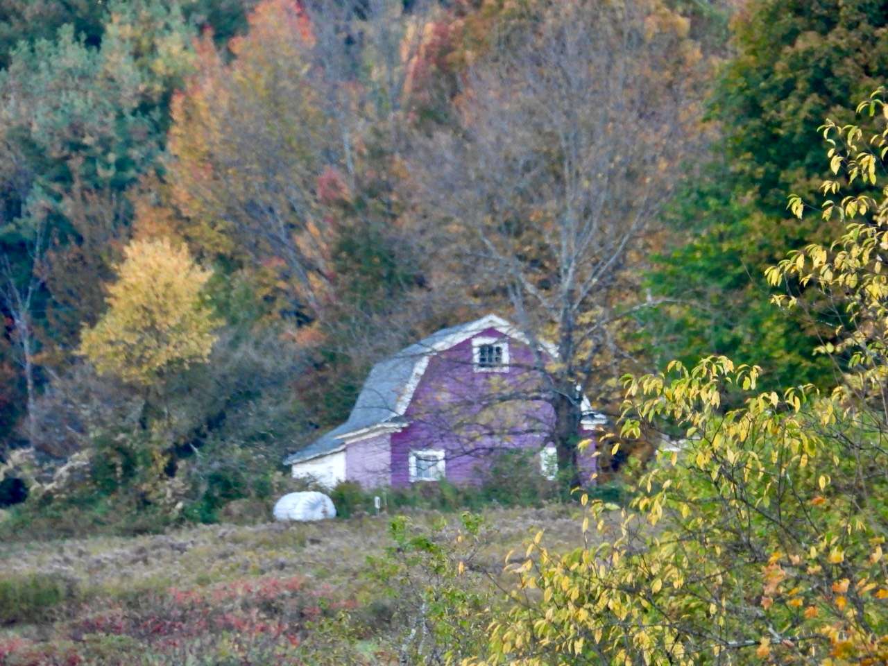 Mendocino Magic