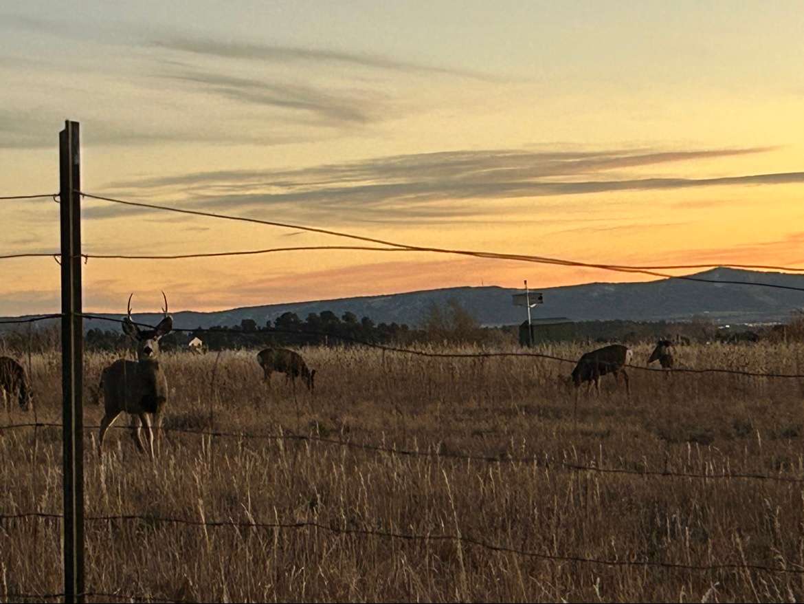 Ribbit Retreat — Fall Colors, Elk Base Camp & Dark Skies | Durango