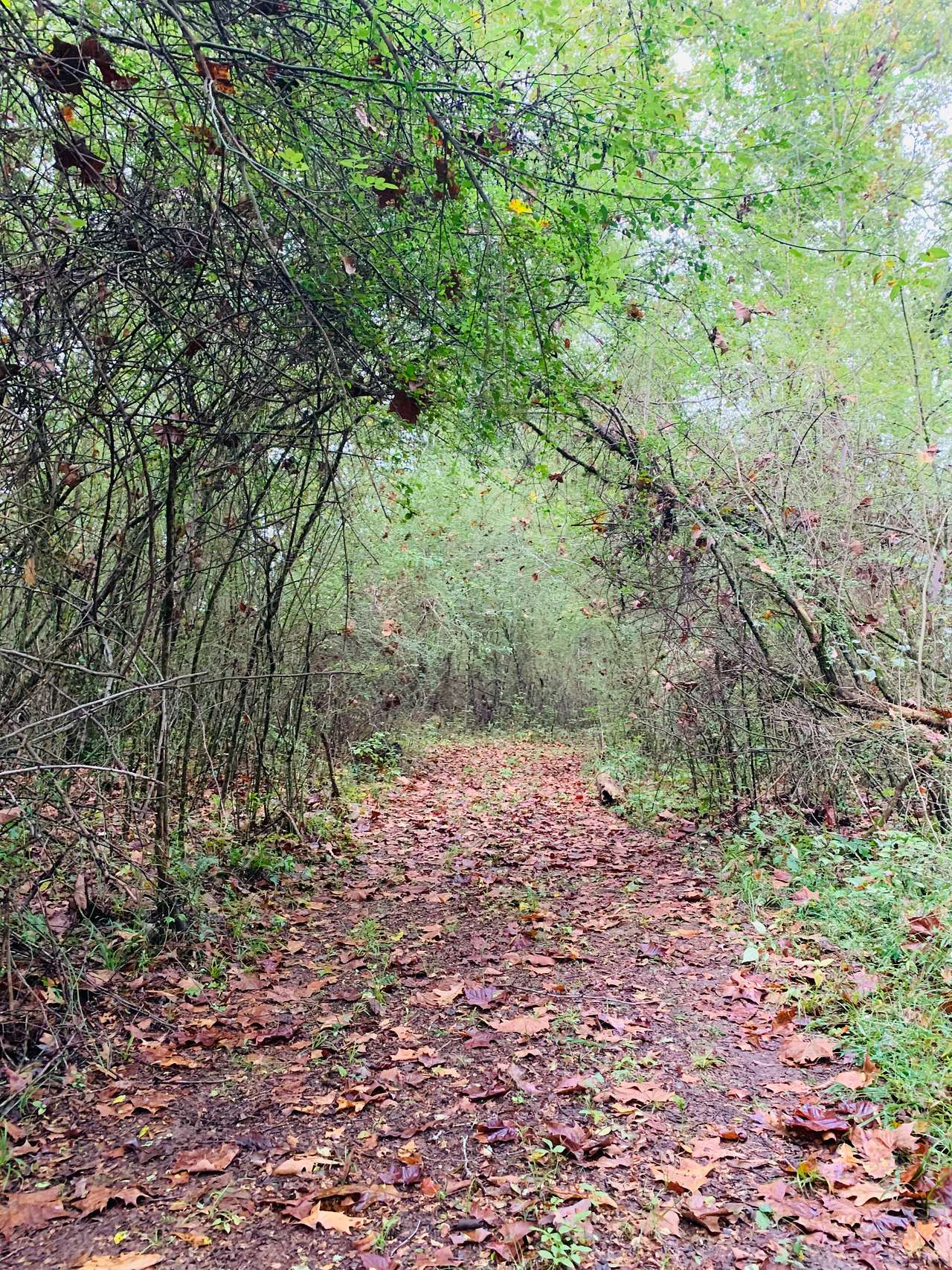 Burton's Beautiful Hollow