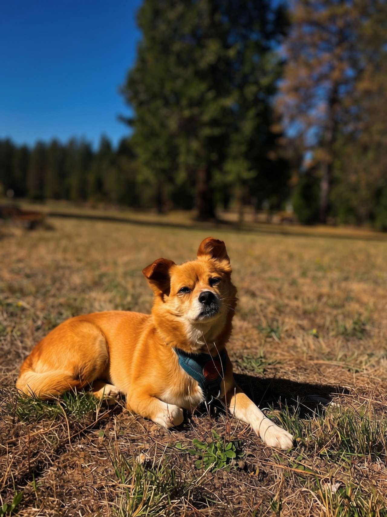Sunbathing on the lawn outside the yurt