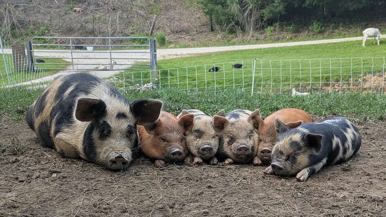 Big Branch Farm