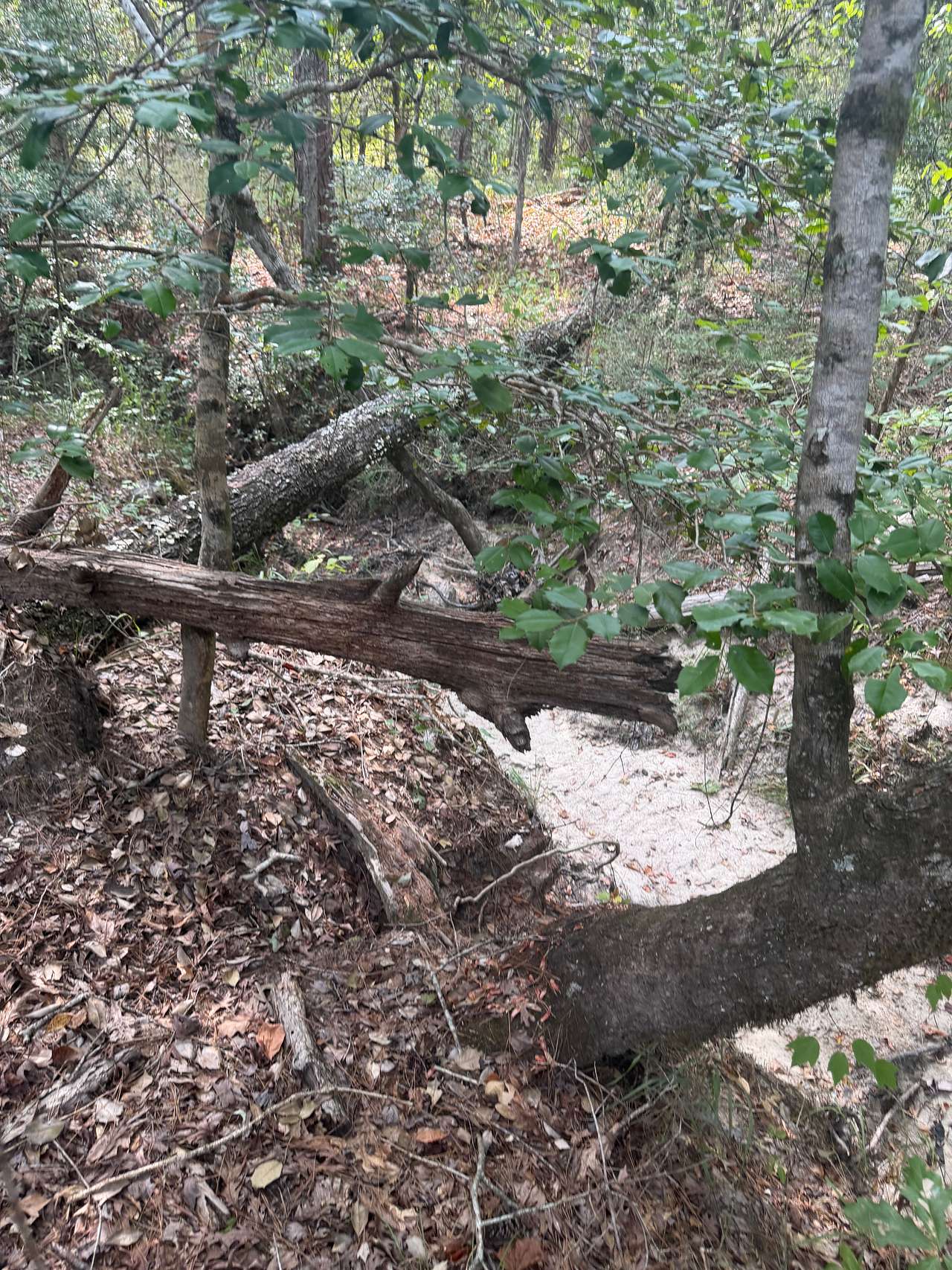 Tarver Campground