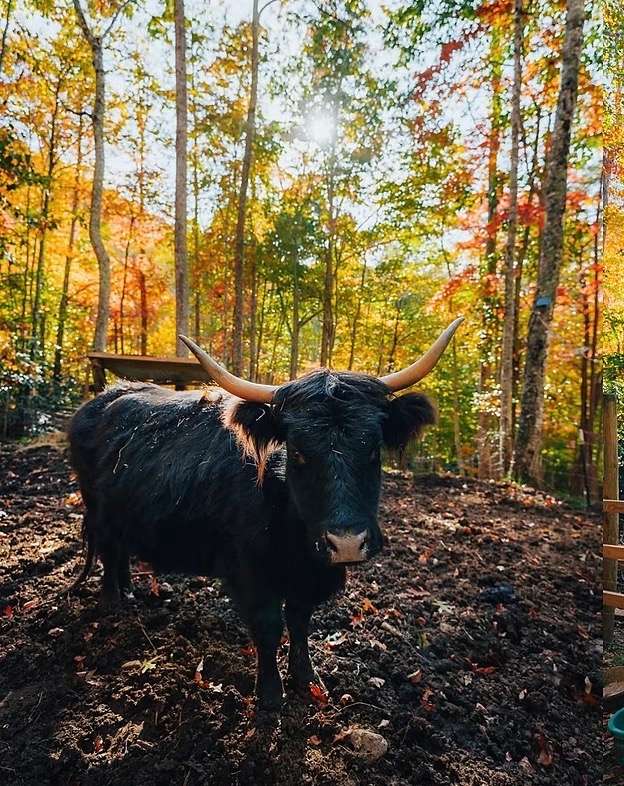 Highland Cow Off-Grid Treehouse