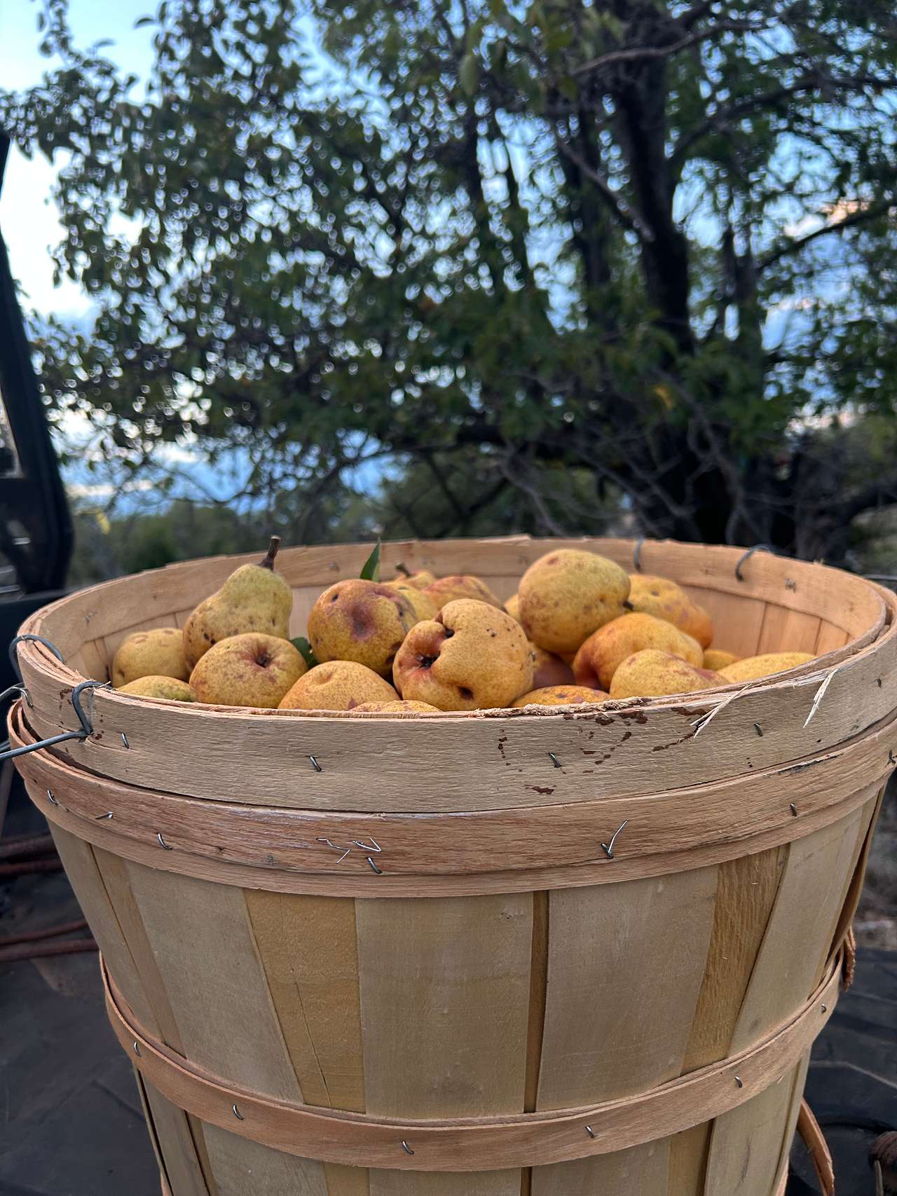 Honey Pear Farm