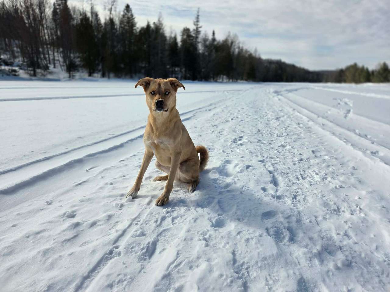 Walk on Lake Chantelle with your dog