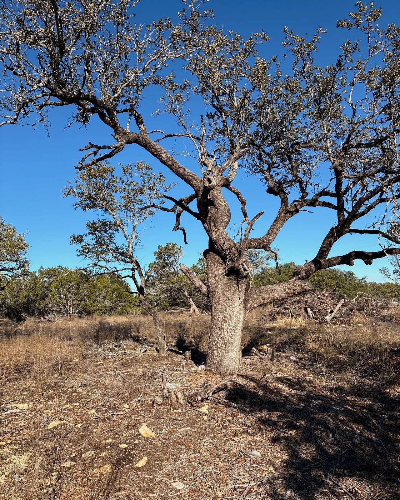 Pennington Grove