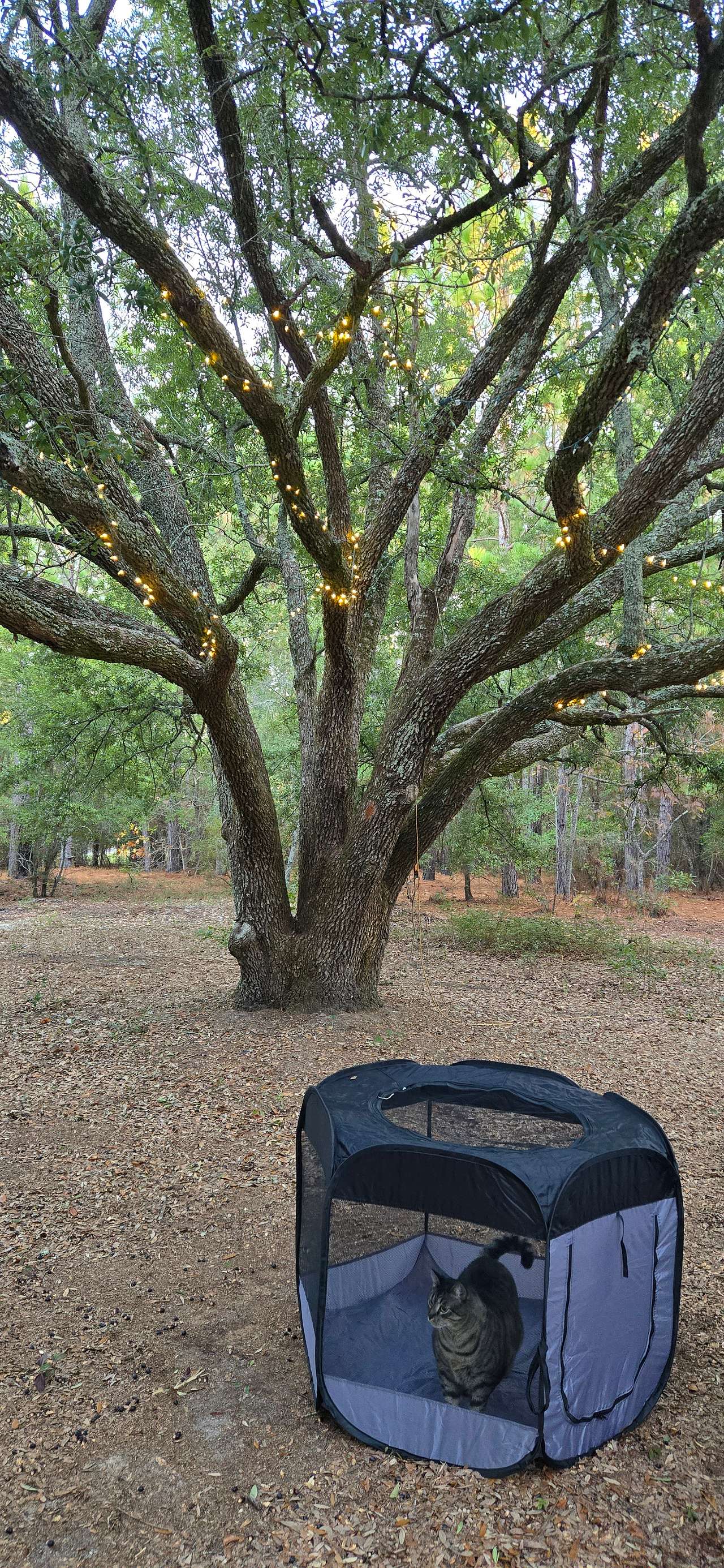 Too Many Oaks Plantation