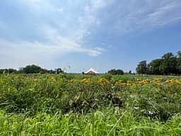 Black Sheep Flower Farm