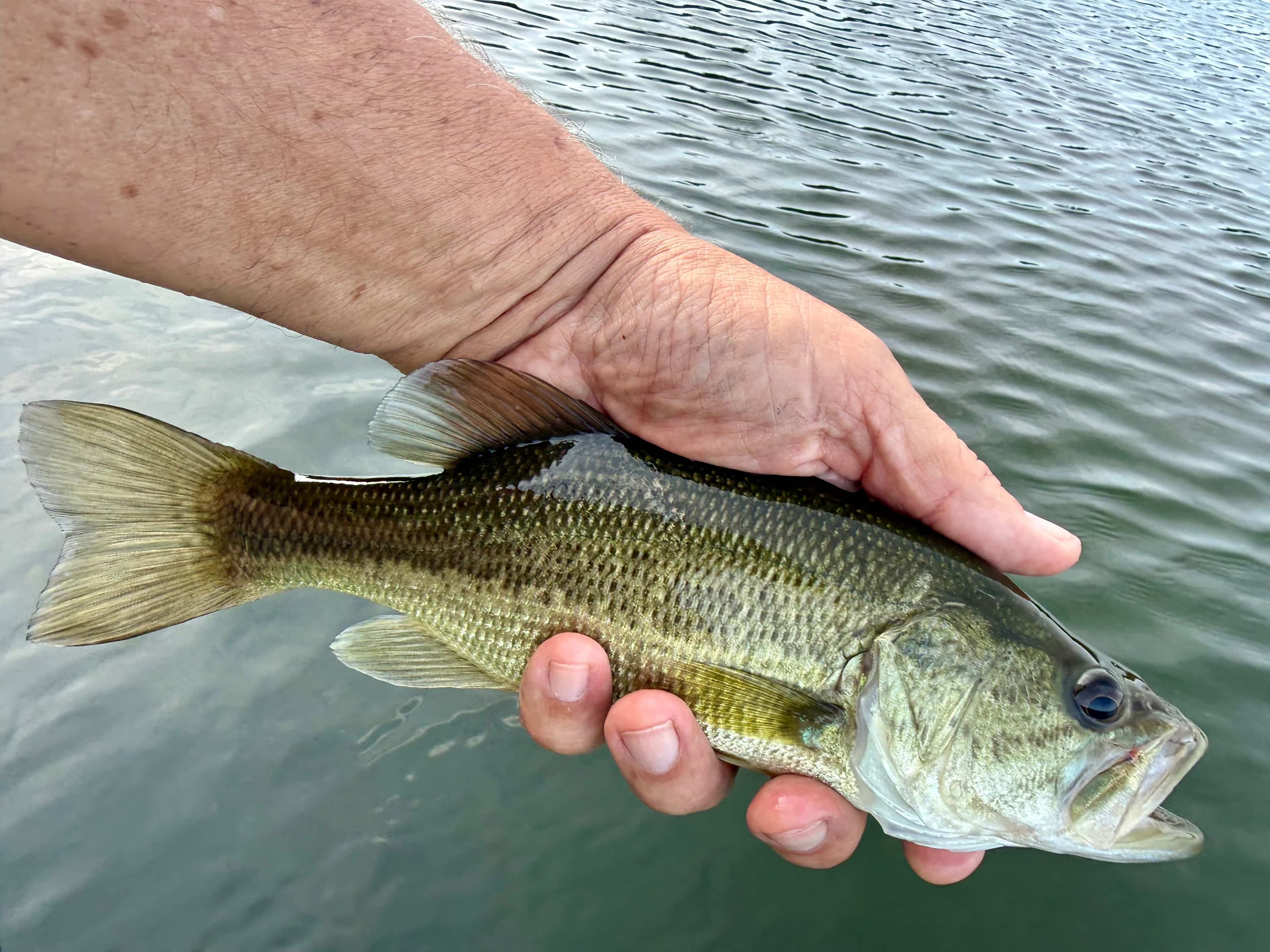 One of Givens’ many bass