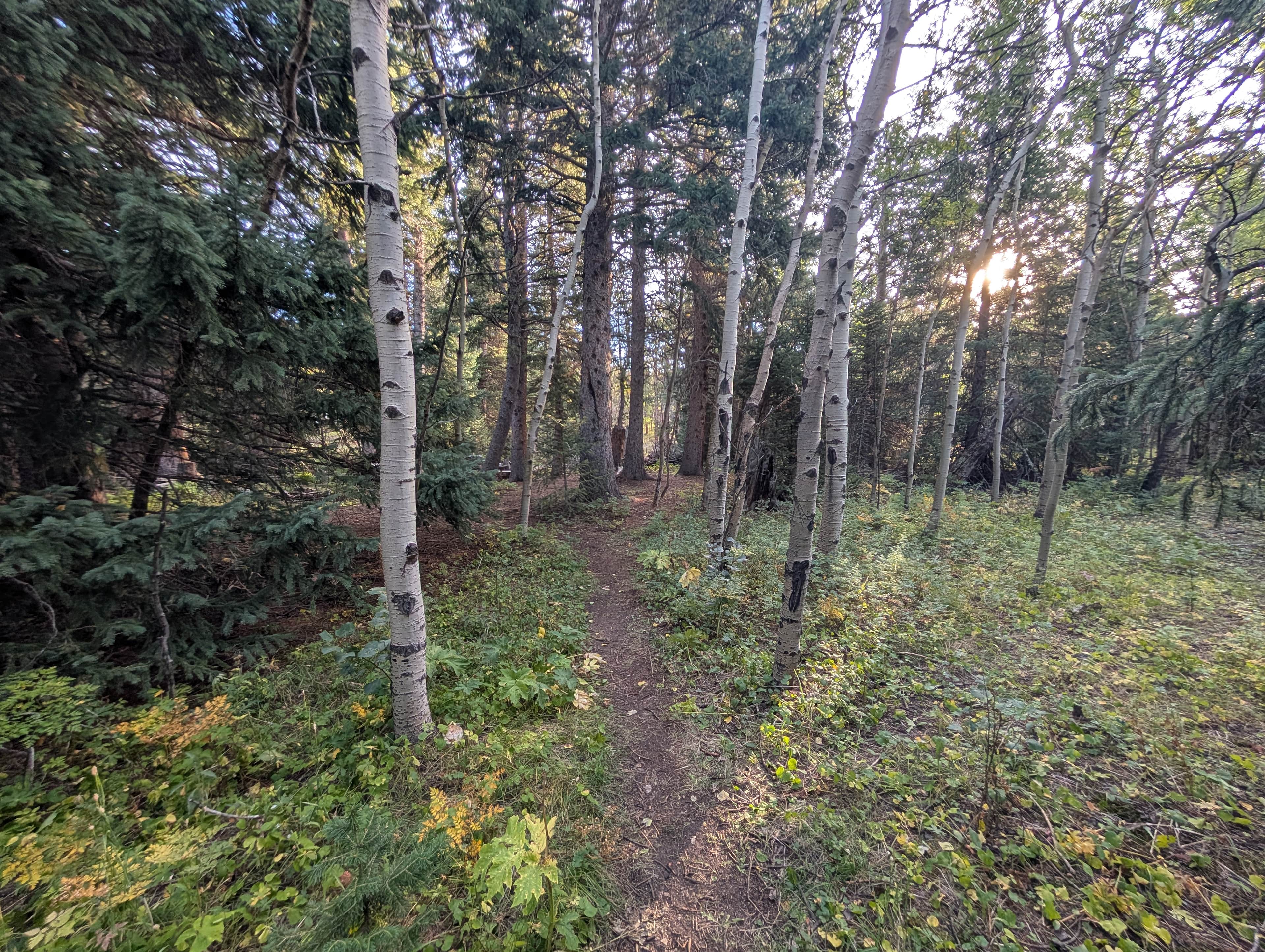 Walk from parking to fire ring