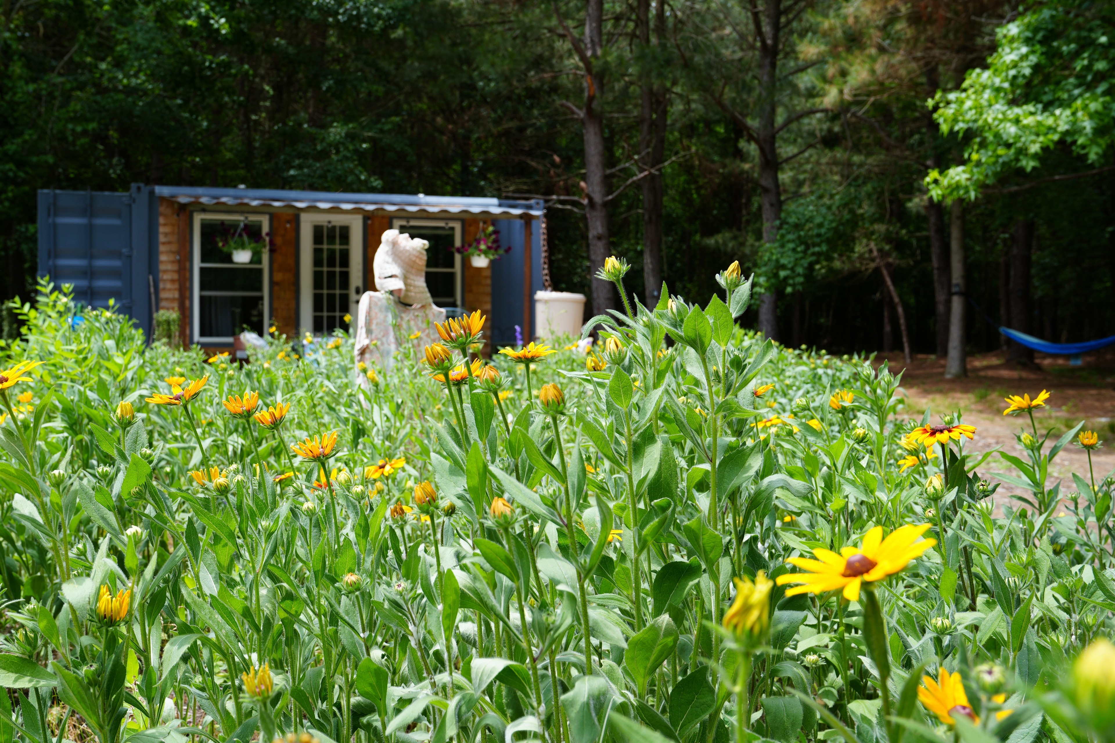 The Unplugged Forest