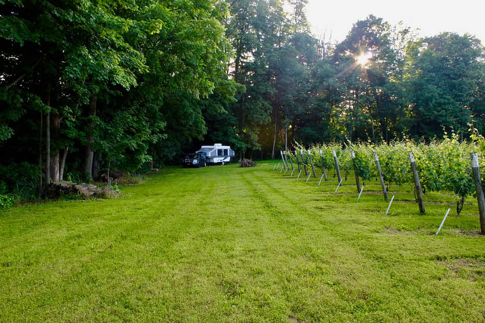 South side of the vineyard, looking west to camp.