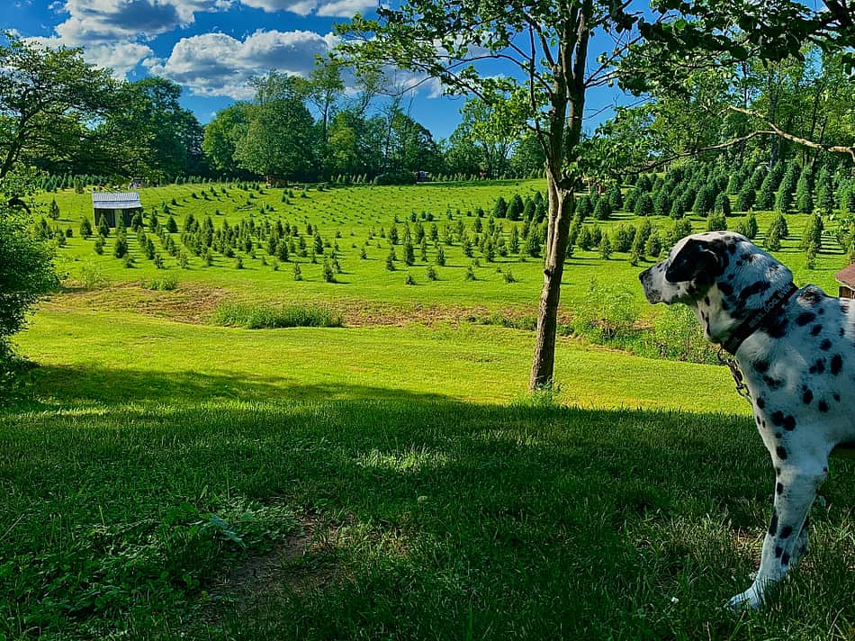 Mount Sterling