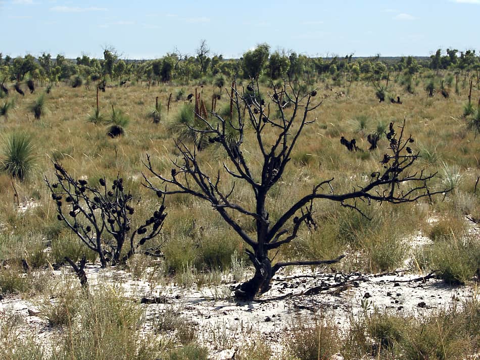 Little Desert National Park