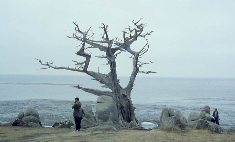 Ghost Tree
