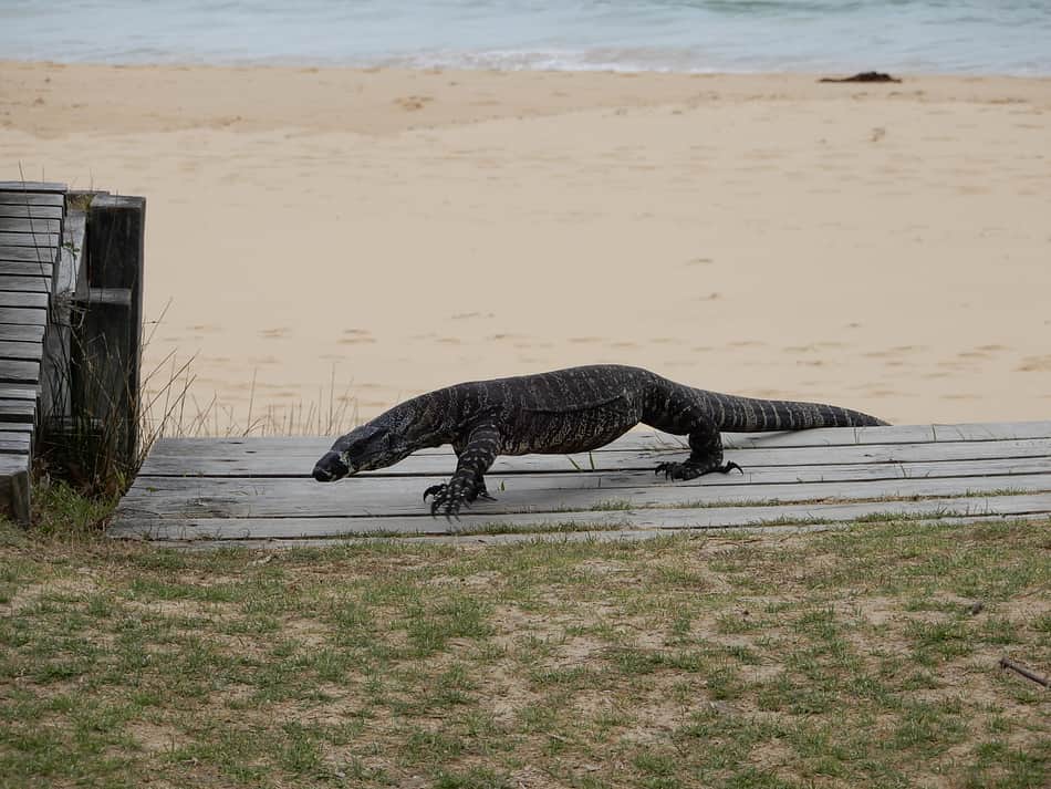 Gillards Beach